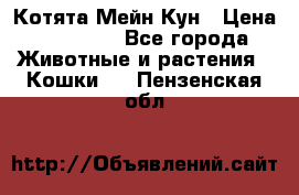 Котята Мейн Кун › Цена ­ 15 000 - Все города Животные и растения » Кошки   . Пензенская обл.